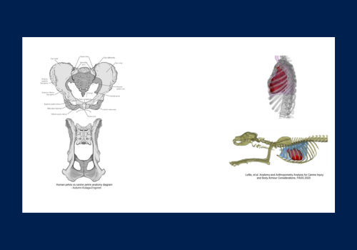 New Frontier for AIS: AAAM Helps Develop Veterinary-Abbreviated Injury Scale for Civilian and Military Working Dogs